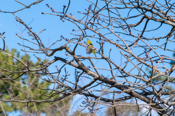 冬の枯れ木の枝を飛び立つメジロ