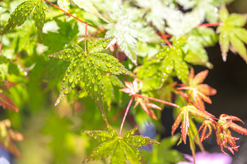 緑のモミジ　初夏イメージ