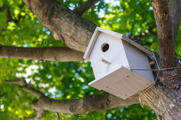 鳥の巣　自然のイメージ