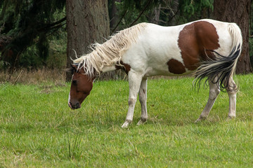 a brwon and white pain horse tossing its head