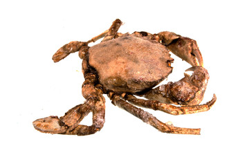 crab isolated on white background