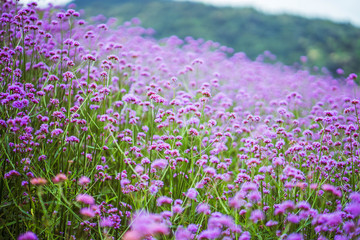 Obraz premium Verbena flower field
