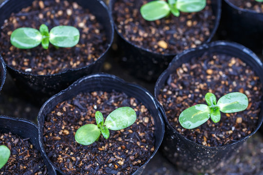 ひまわりの芽 の画像 49 167 件の Stock 写真 ベクターおよびビデオ Adobe Stock