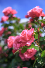 バラの花　初夏イメージ