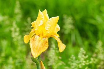beautiful yellow flowers irises close up on a natural green background