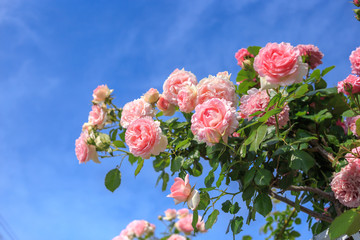 バラの花　初夏イメージ