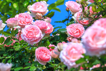 バラの花　初夏イメージ