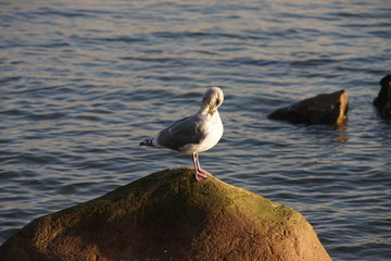 A seagull resting on a horizontal pole
