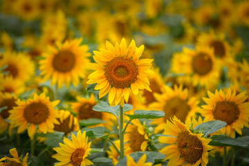 Obraz premium ヒマワリの花 夏イメージ