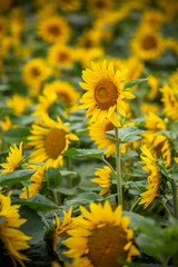 ヒマワリの花　夏イメージ