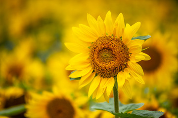 Fototapeta premium ヒマワリの花 夏イメージ