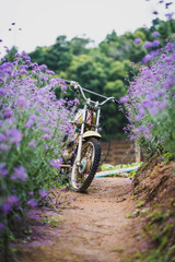 Old motorbike at verbena flower field. 