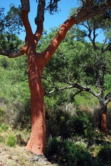 Cork oak trees with stripped bark, Sierra de los Alcornocales, Spain.
