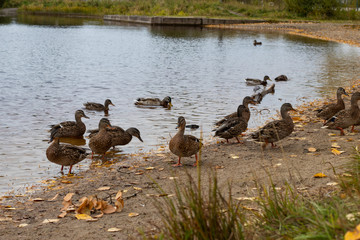 ducks on lake