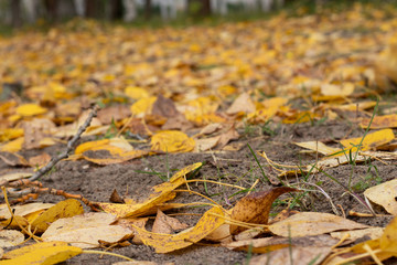 autumn leaves on the ground