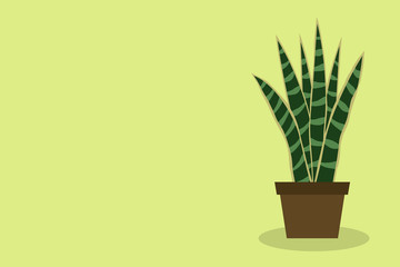 house plant sansevieria potted. Flat design. Vector illustration.