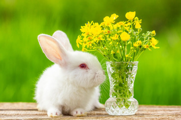 Funny white eared little rabbit on a wooden background with a bouquet of flowers on a Sunny day in...