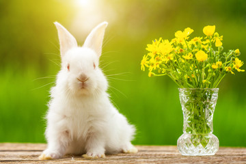 Funny white eared little rabbit on a wooden background with a bouquet of flowers on a Sunny day in...