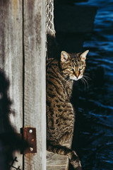 Chat tigré sur un ponton en bois