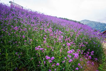 Fototapeta na wymiar Verbena flower field Thailand