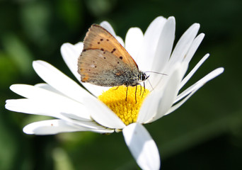 butterfly on a flower