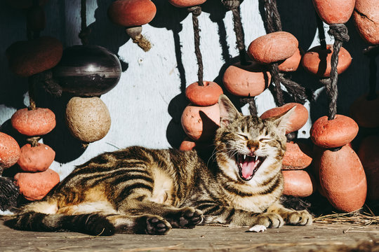 Chat tigr&eacute; en train de bailler