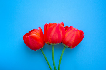 Beautiful red tulips top view on trendy 2020 blue background with copyspace. Celebration, postcard template