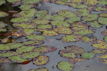 lily pads floating on the lake surface