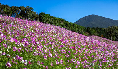 コスモス畑　秋イメージ