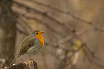 Erithacus rubecula robin bird wildlife