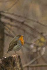 Erithacus rubecula robin bird wildlife