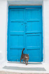 Chat devant une porte bleu et murs blancs d'un village typique grecque