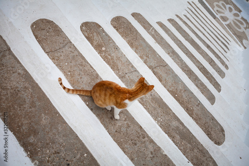 Chat En Haut D Un Escalier Dans Une Ruelle D Un Village Typique En Grece Wall Mural Zimagine