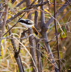  African pied wagtail