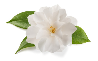 Fototapeta na wymiar camellia flower isolated