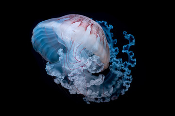 giant jellyfish swimming in dark water. - Powered by Adobe
