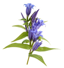  gentian