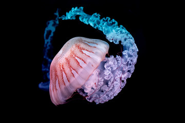 giant jellyfish swimming in dark water. © Josef Krcil