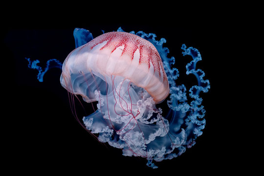 giant jellyfish swimming in dark water.
