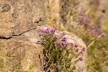 heather on rock