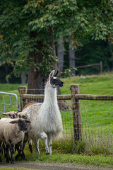 Fototapeta premium alpaca leading sheep on the road through pasture