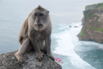 Mono sentado en una piedra con el mar al fondo