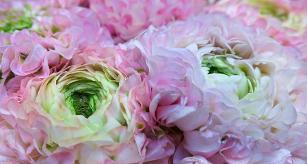 Pink special ranunculus flowers (Asiaticus) bridal flowers