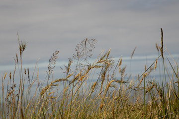 Grass with sea