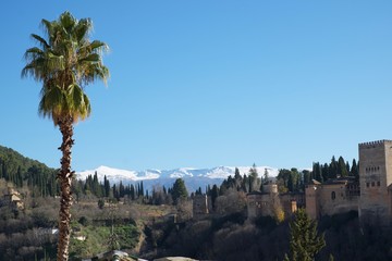 La Alhambra de Granada con sierra nevada al fondo y una palmera