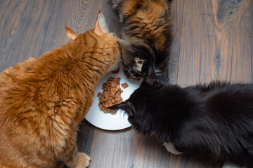 A beautiful cat eats cat food from a bowl.
