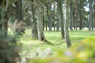 Birch Woodland