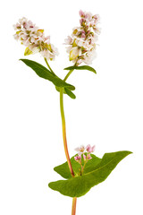Buckwheat  flowers