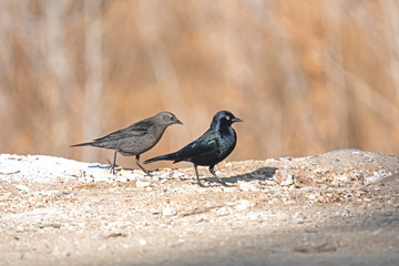 Male and Female Brewer black bird - Beatty -Neveda- USA