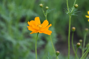 Cosmos flowers in the afternoon of the day.